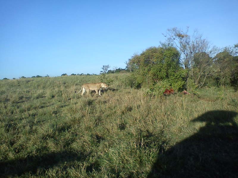 Wildlife